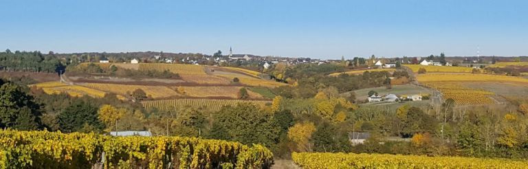 Joli terrain viabilisé en vente à BEAULIEU-SUR-LAYON (49750)