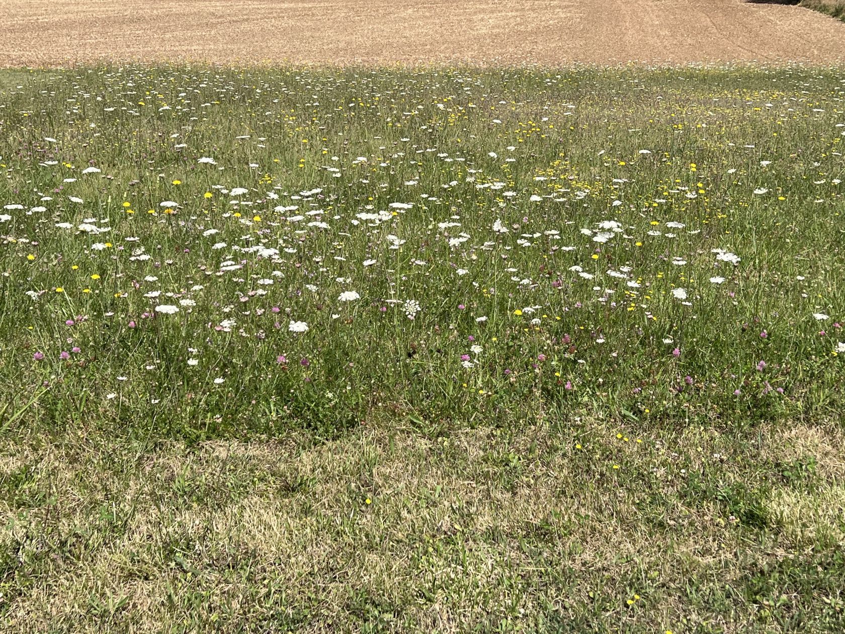 Joli terrain en vente à COURCOME