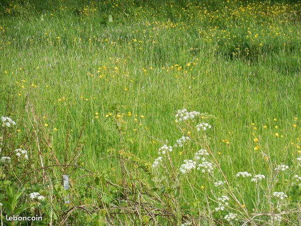 Charmant terrain constructible viabilisé en vente à ROUANS (44640)