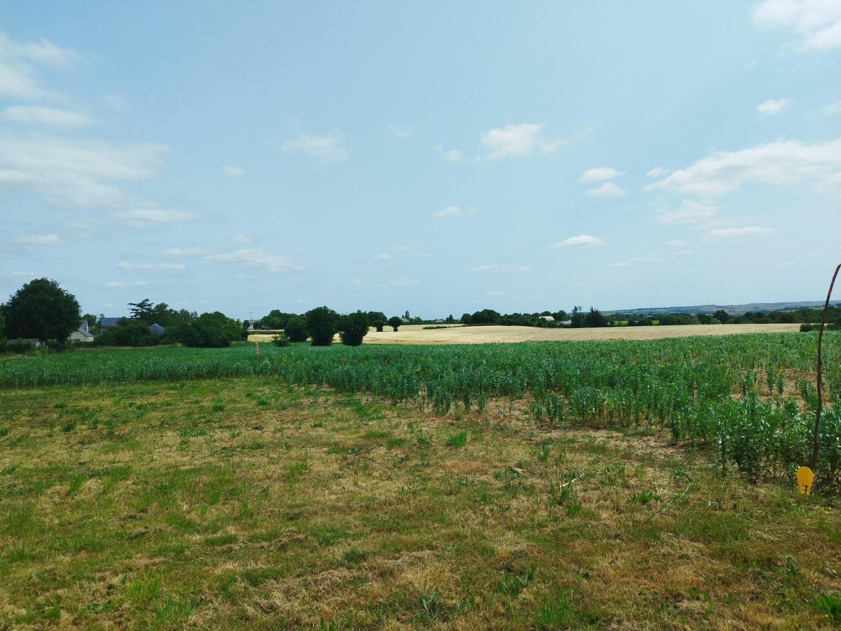 Magnifique terrain de 1463m2 disponible à CHALONNES-SUR-LOIRE