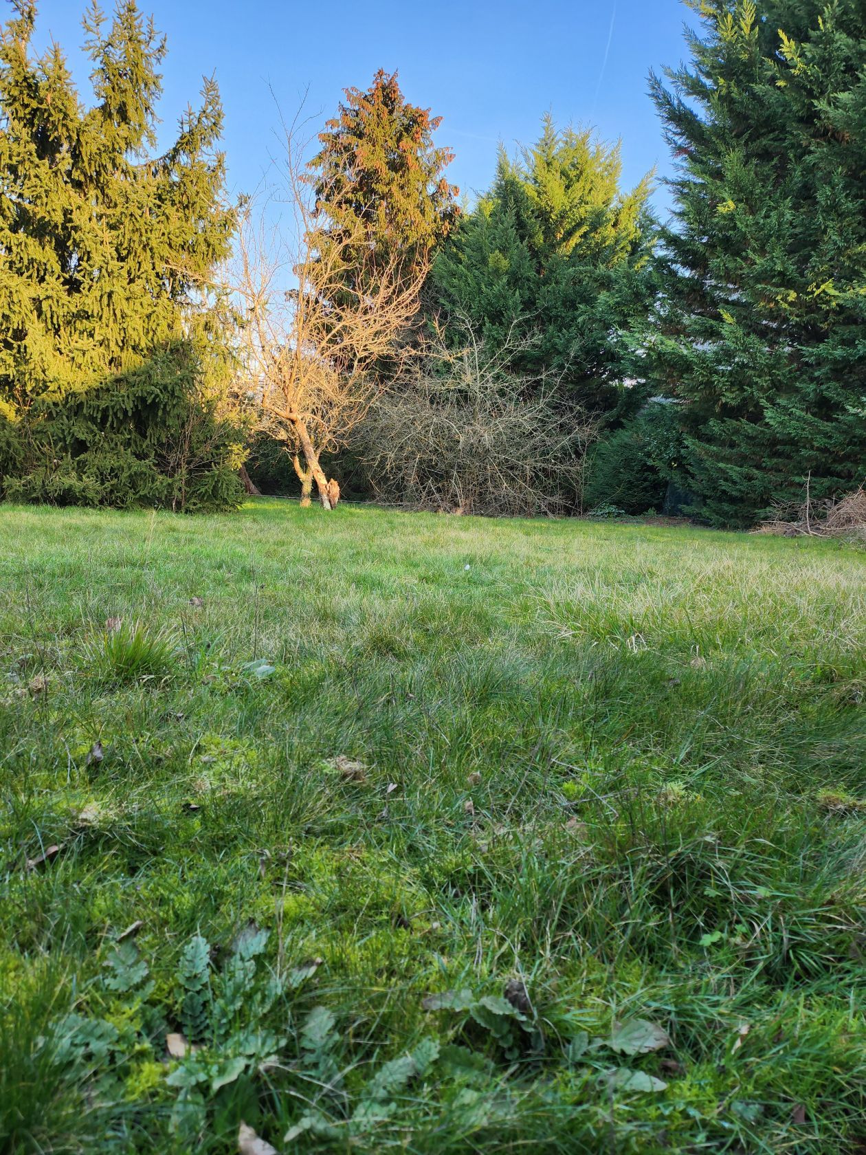 terrain disponible à BOIS-LE-ROI (77590)