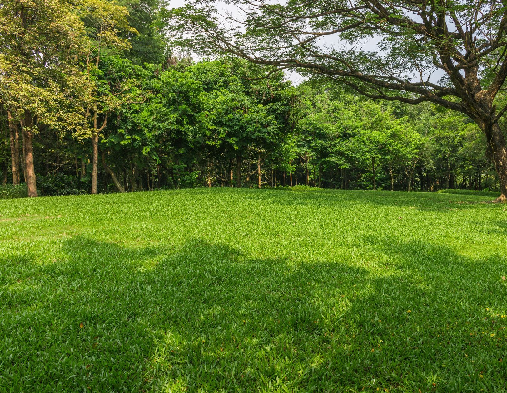 terrain à batir à ROISSY-EN-BRIE